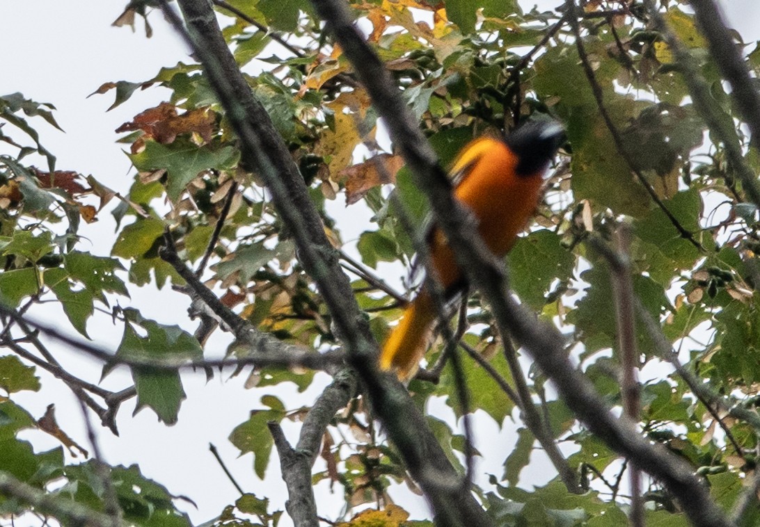 Baltimore Oriole - ML608614840