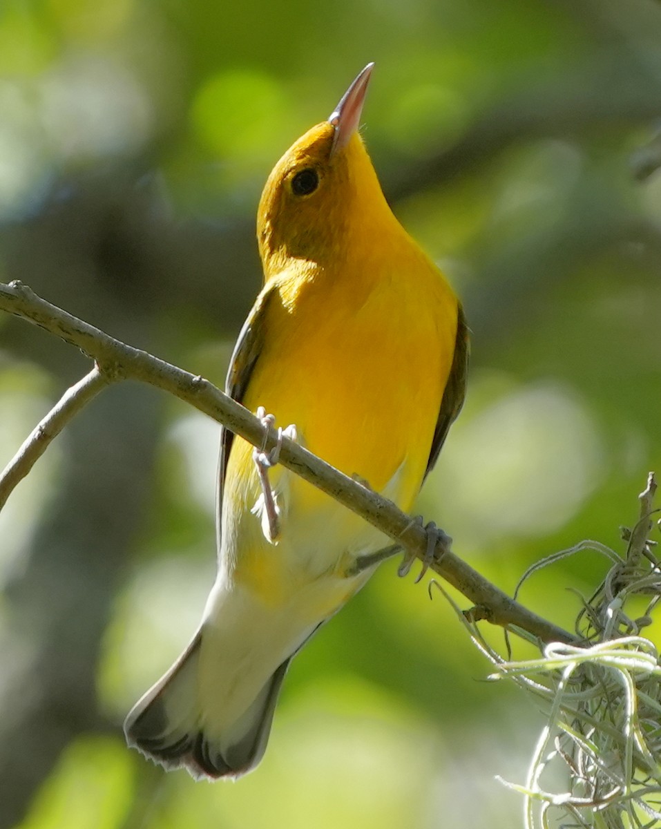 Prothonotary Warbler - Dave Bowman
