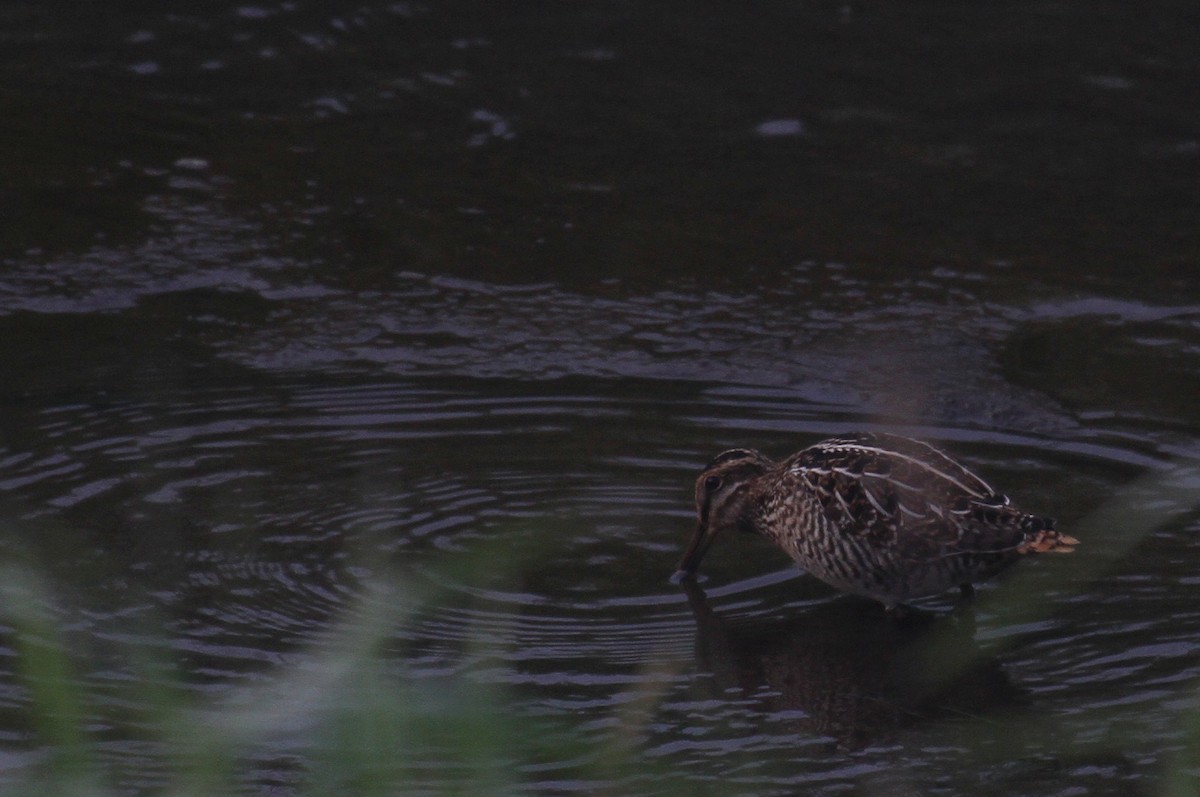 Wilson's Snipe - ML608614896