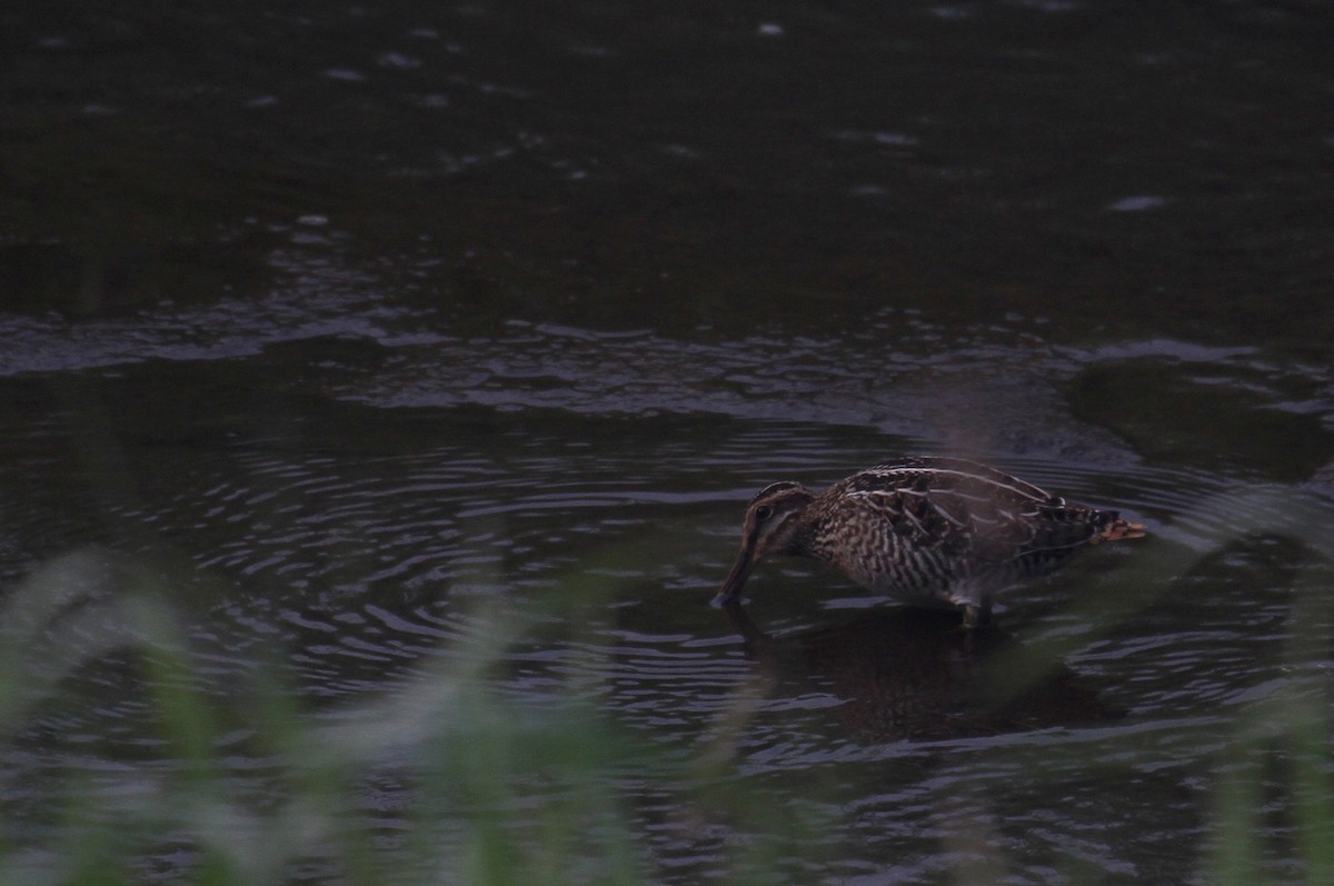 Wilson's Snipe - naomi h