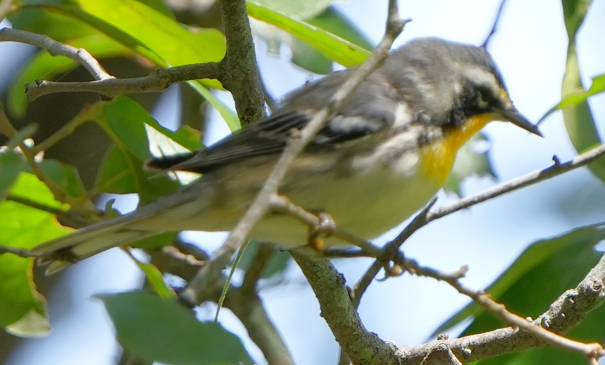 Yellow-throated Warbler - Dave Bowman