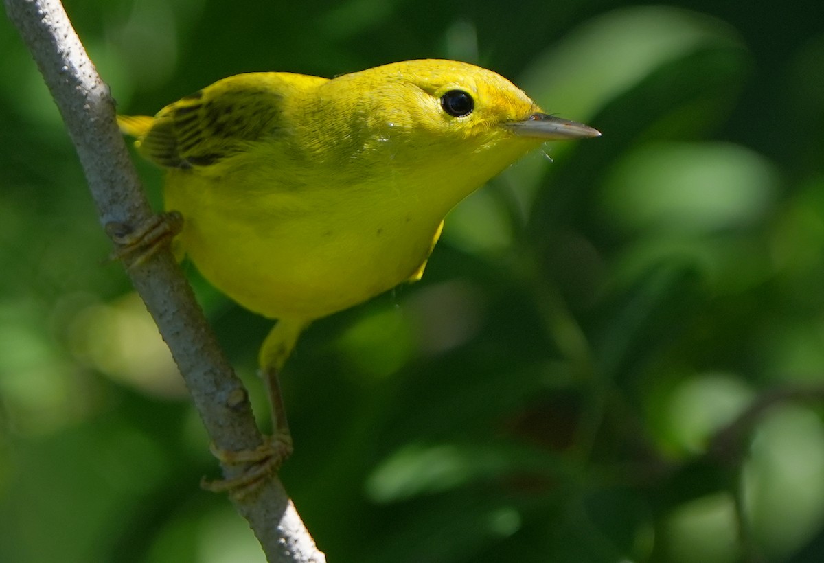 Yellow Warbler - Dave Bowman