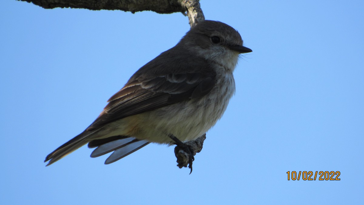 Vermilion Flycatcher - ML608614973