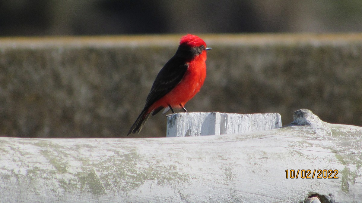 Vermilion Flycatcher - tusken birder