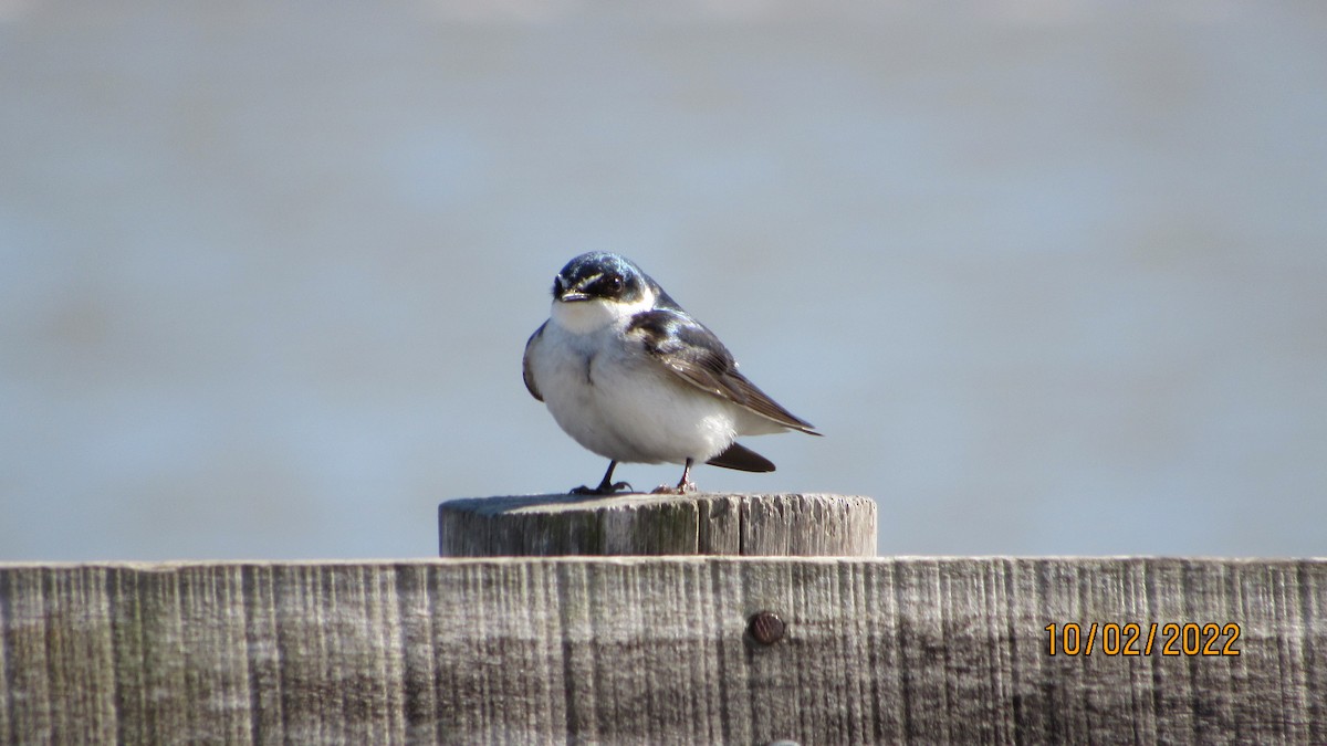 White-rumped Swallow - ML608614996