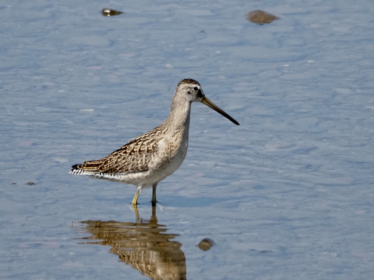 Short-billed Dowitcher - ML608615176