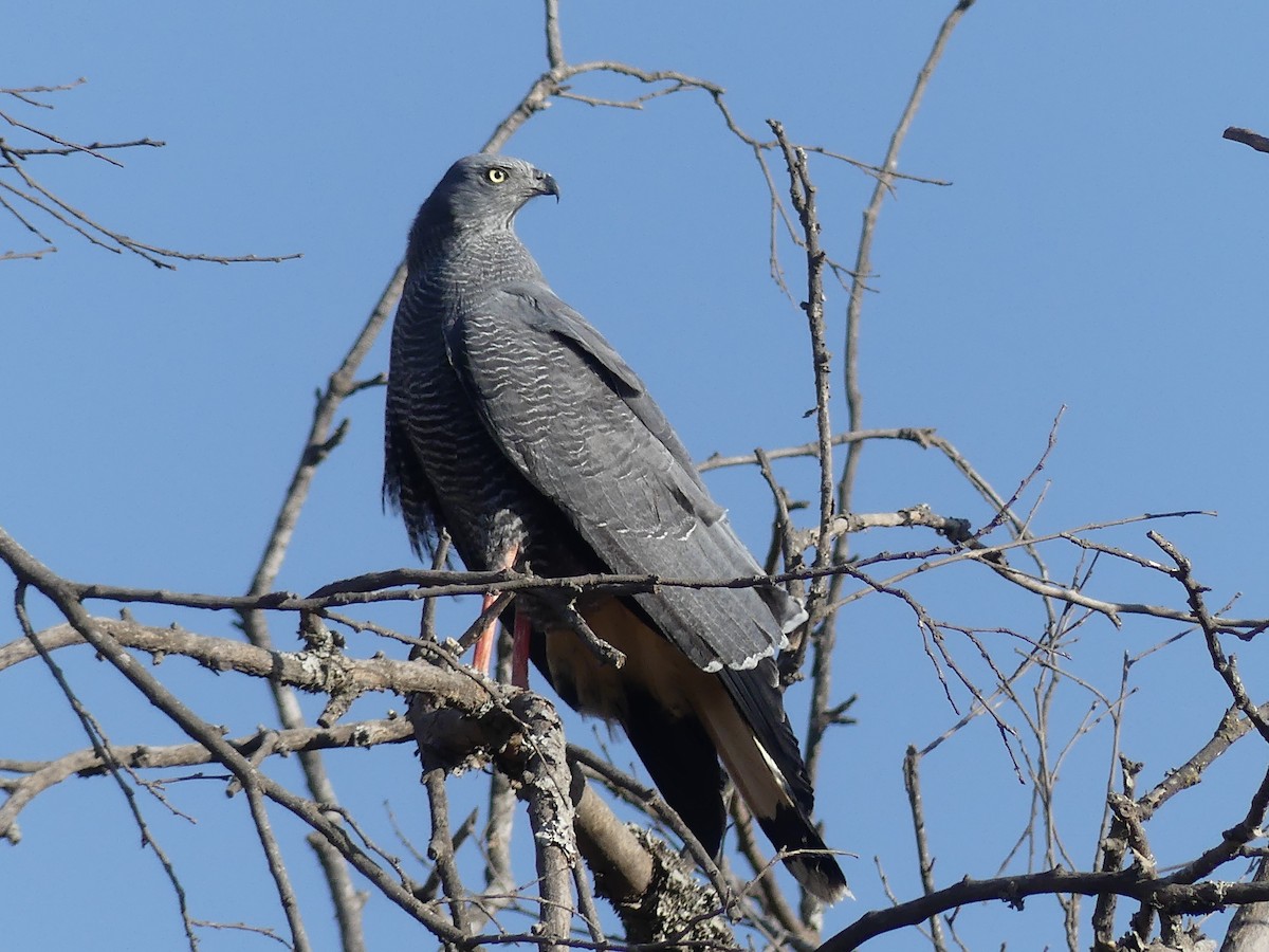 Crane Hawk - Flavio Moschione