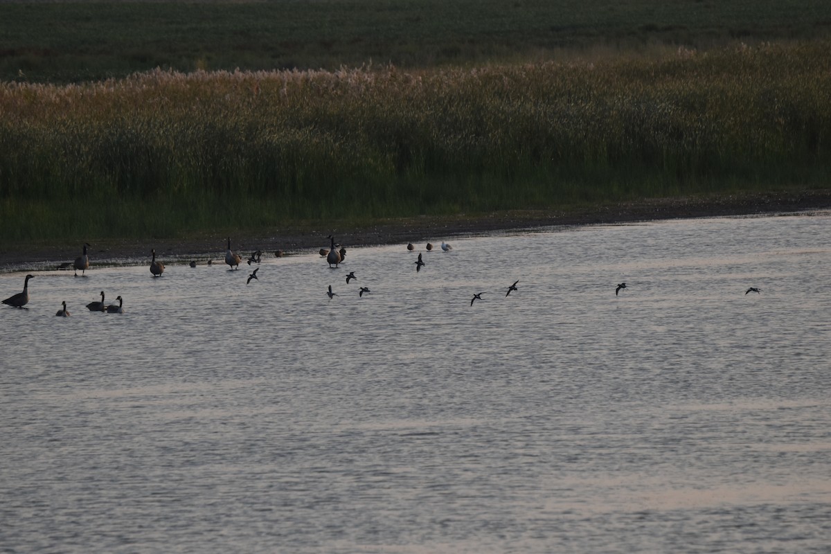 Long-billed Dowitcher - ML608615281