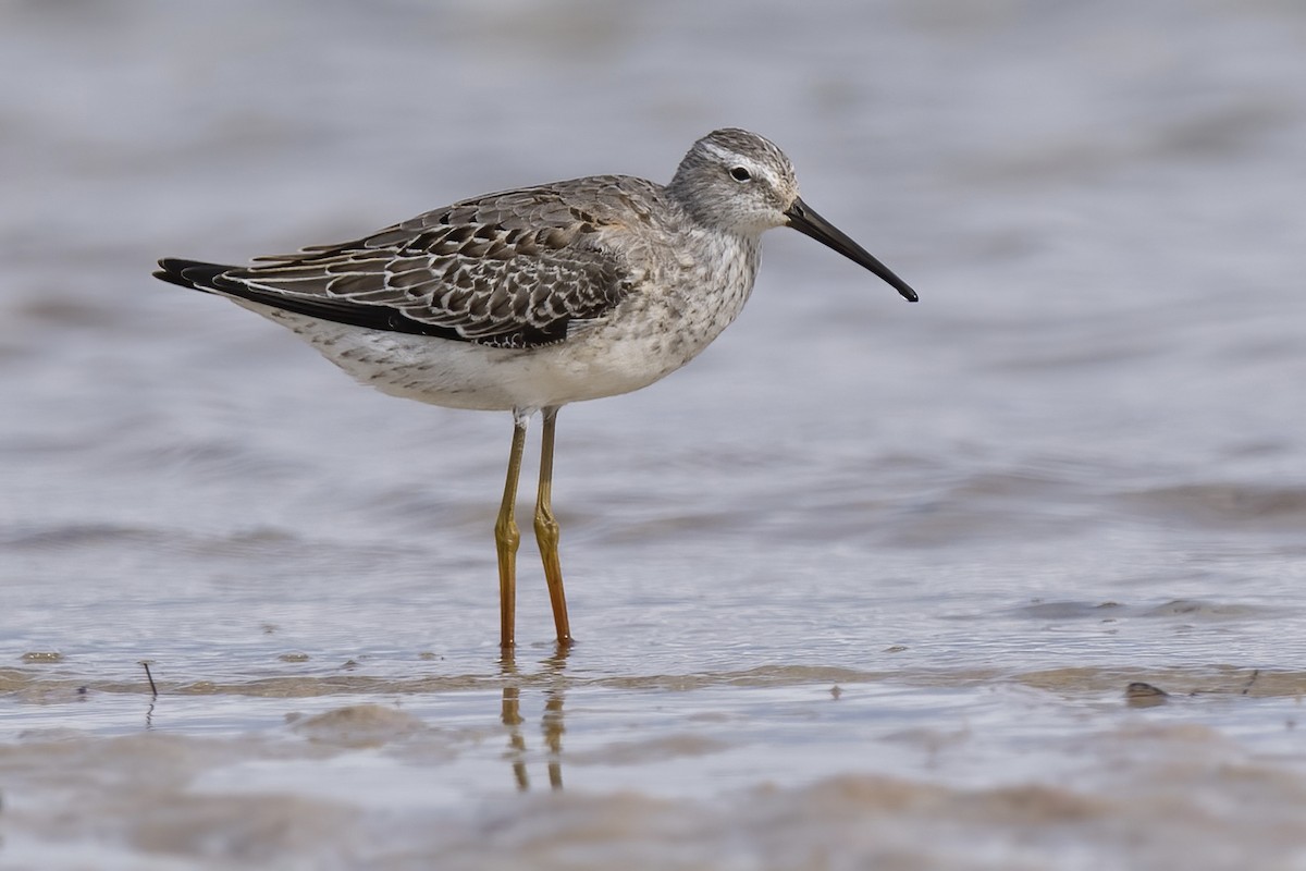 Stilt Sandpiper - Matt Felperin