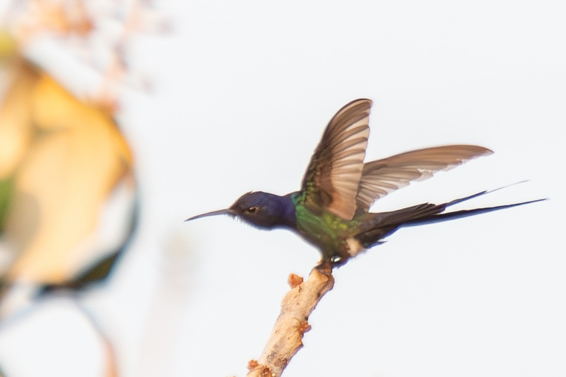 Swallow-tailed Hummingbird - ML608615466