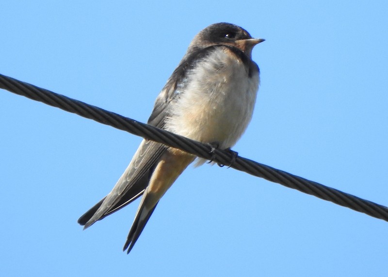 Barn Swallow - ML608615629