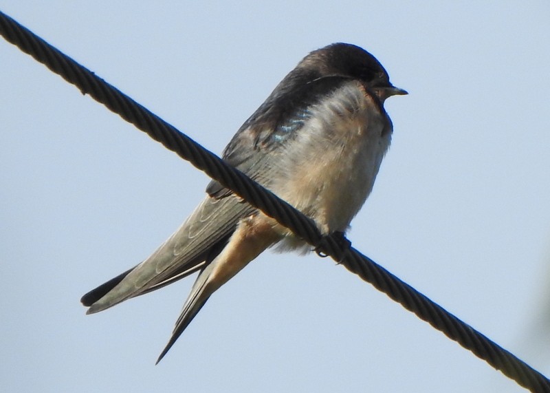 Barn Swallow - ML608615631