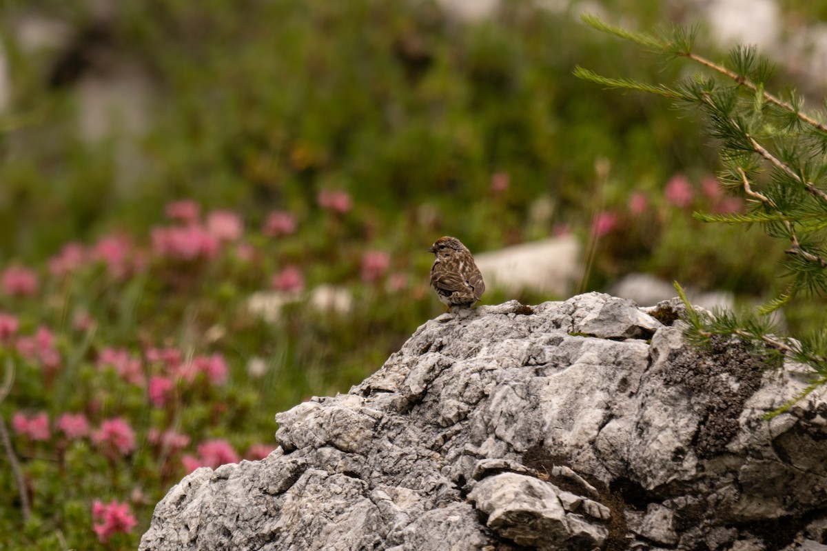 Lesser Redpoll - Roberto Corvino