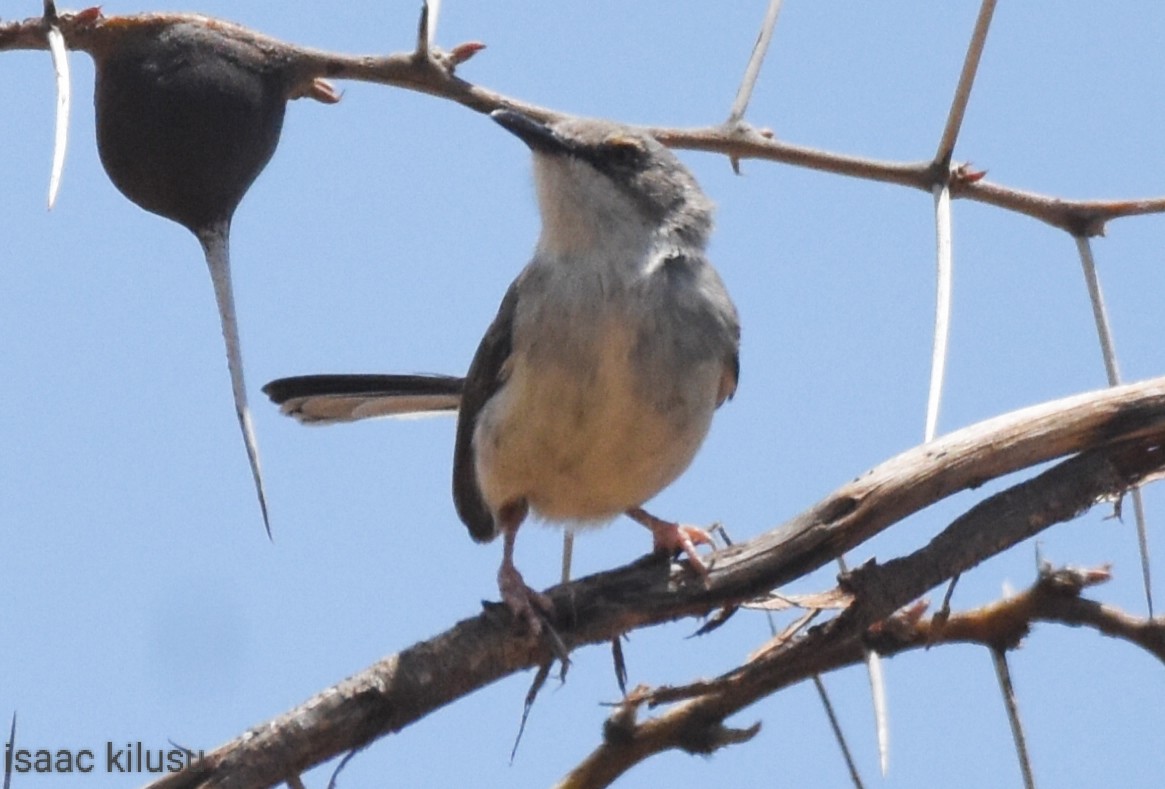 Karamoja Apalis - ML608615880