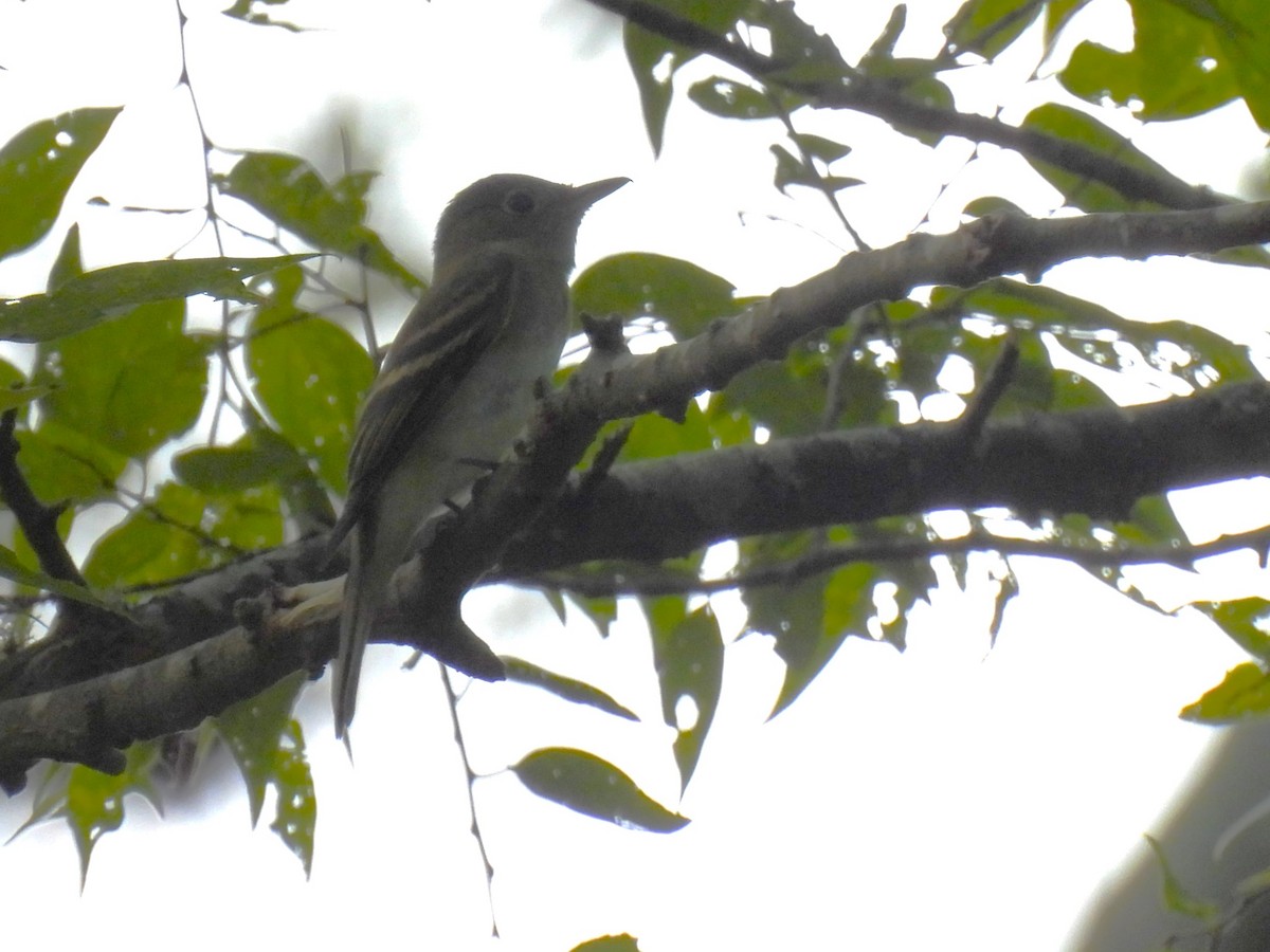 Acadian Flycatcher - ML608615887