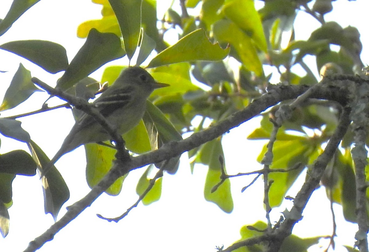 Acadian Flycatcher - ML608615889