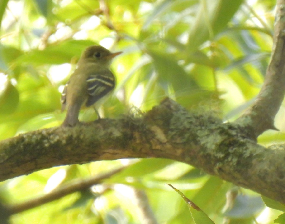 Acadian Flycatcher - ML608615892