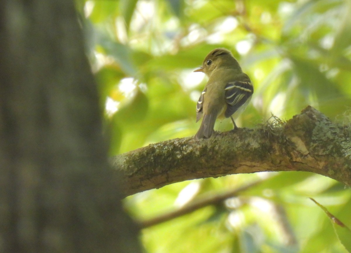 Acadian Flycatcher - ML608615893