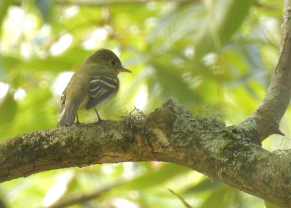 Acadian Flycatcher - Daniel Lane