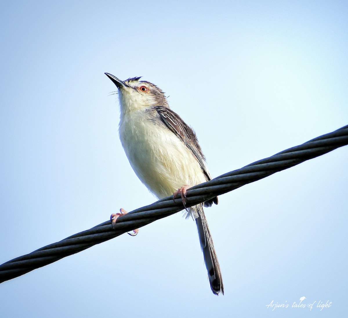 Plain Prinia - ML608615901