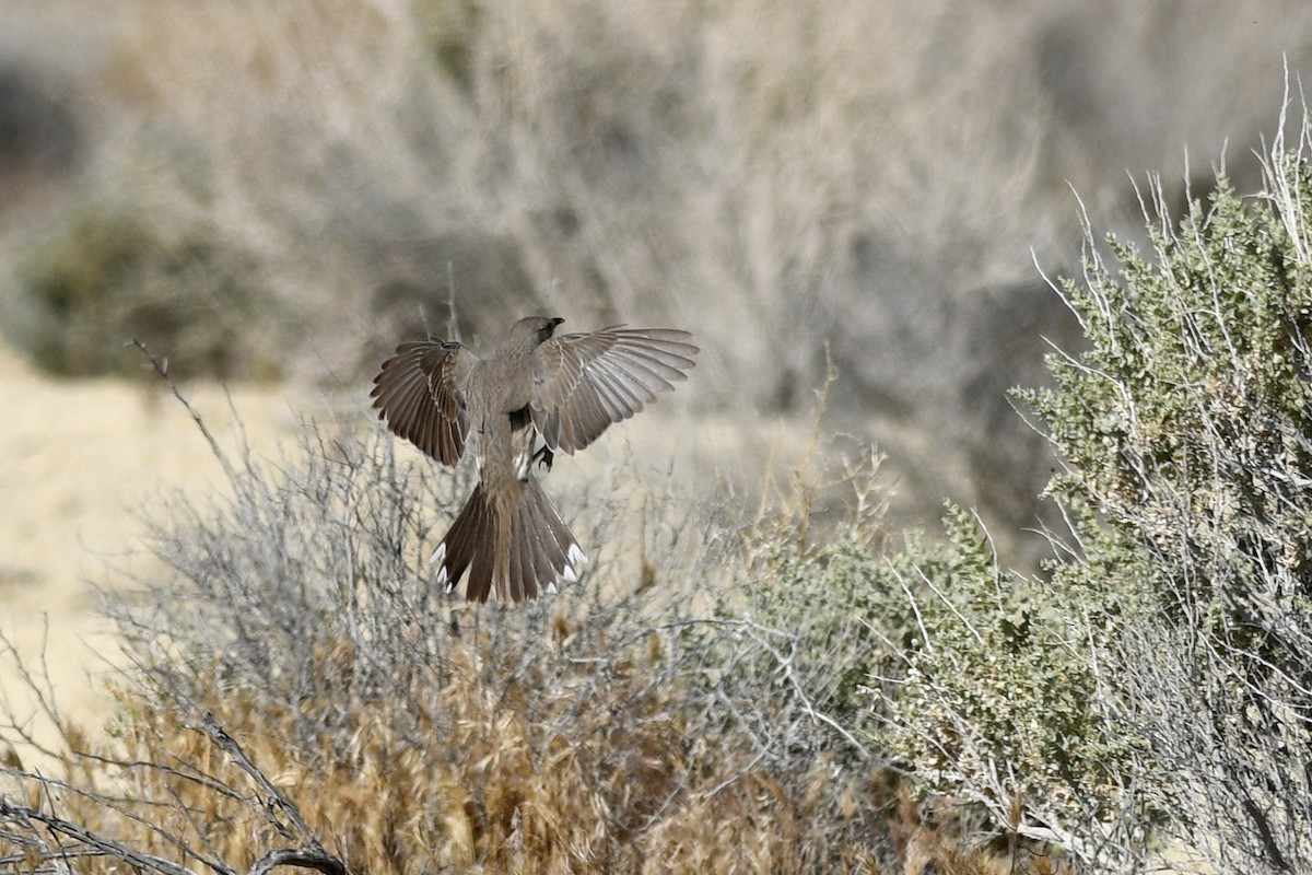 Sage Thrasher - ML608615925