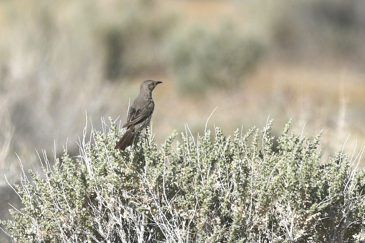 Sage Thrasher - ML608615927