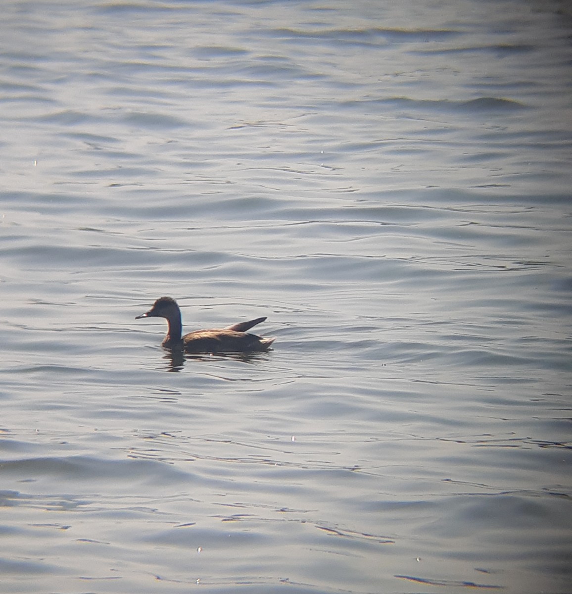 Red-crested Pochard - ML608616016