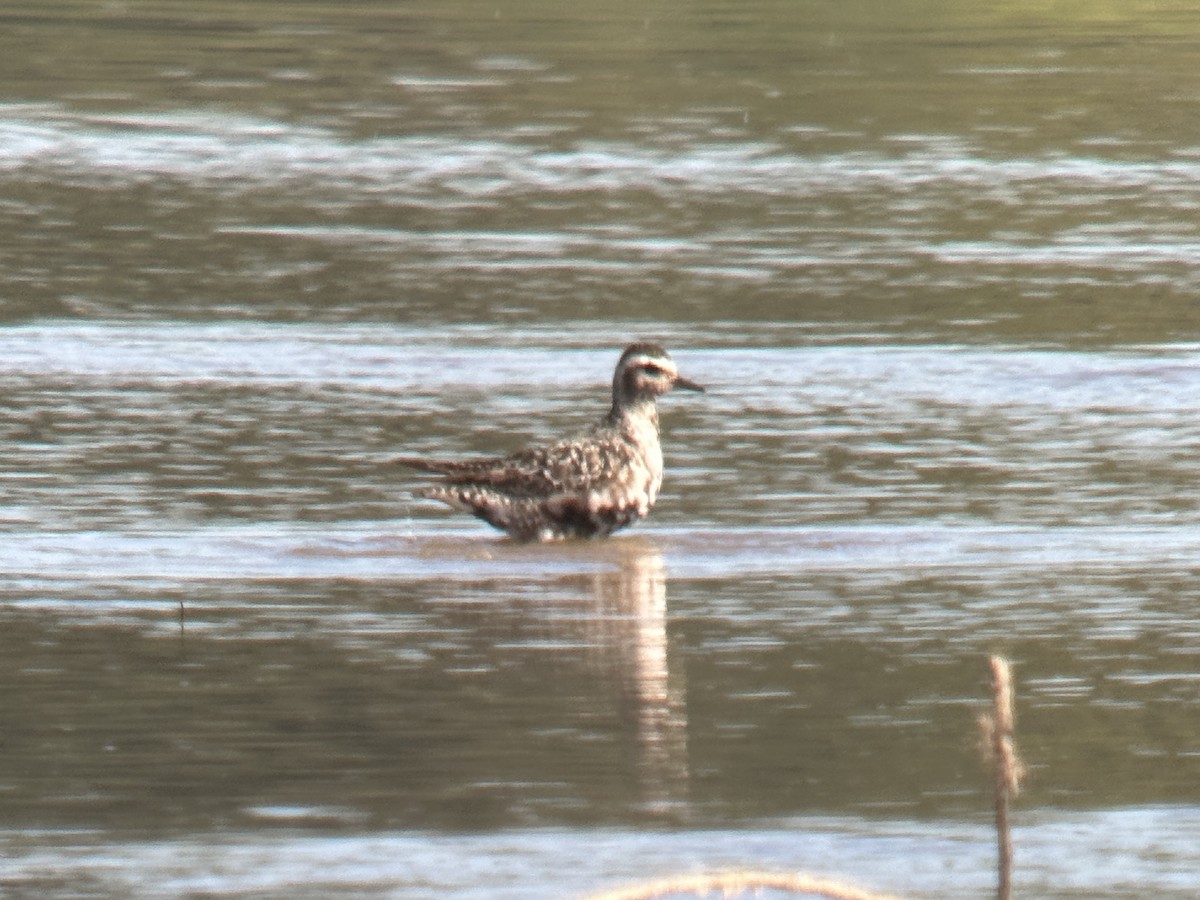 American Golden-Plover - ML608616037