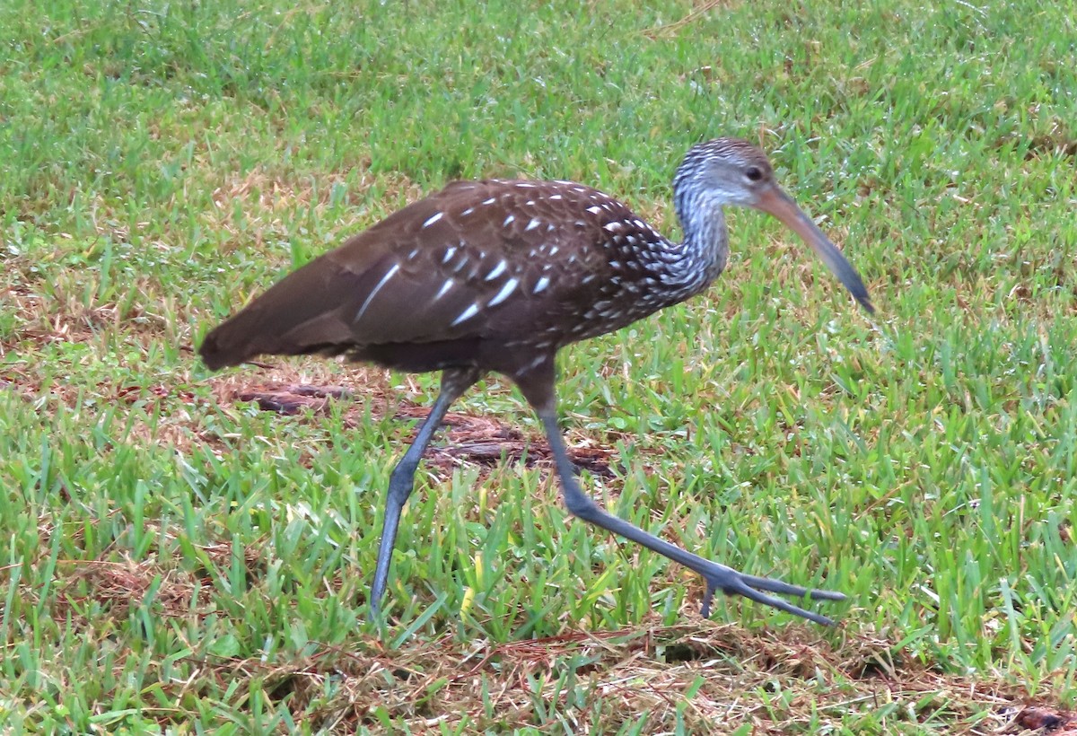 Limpkin - ML608616067