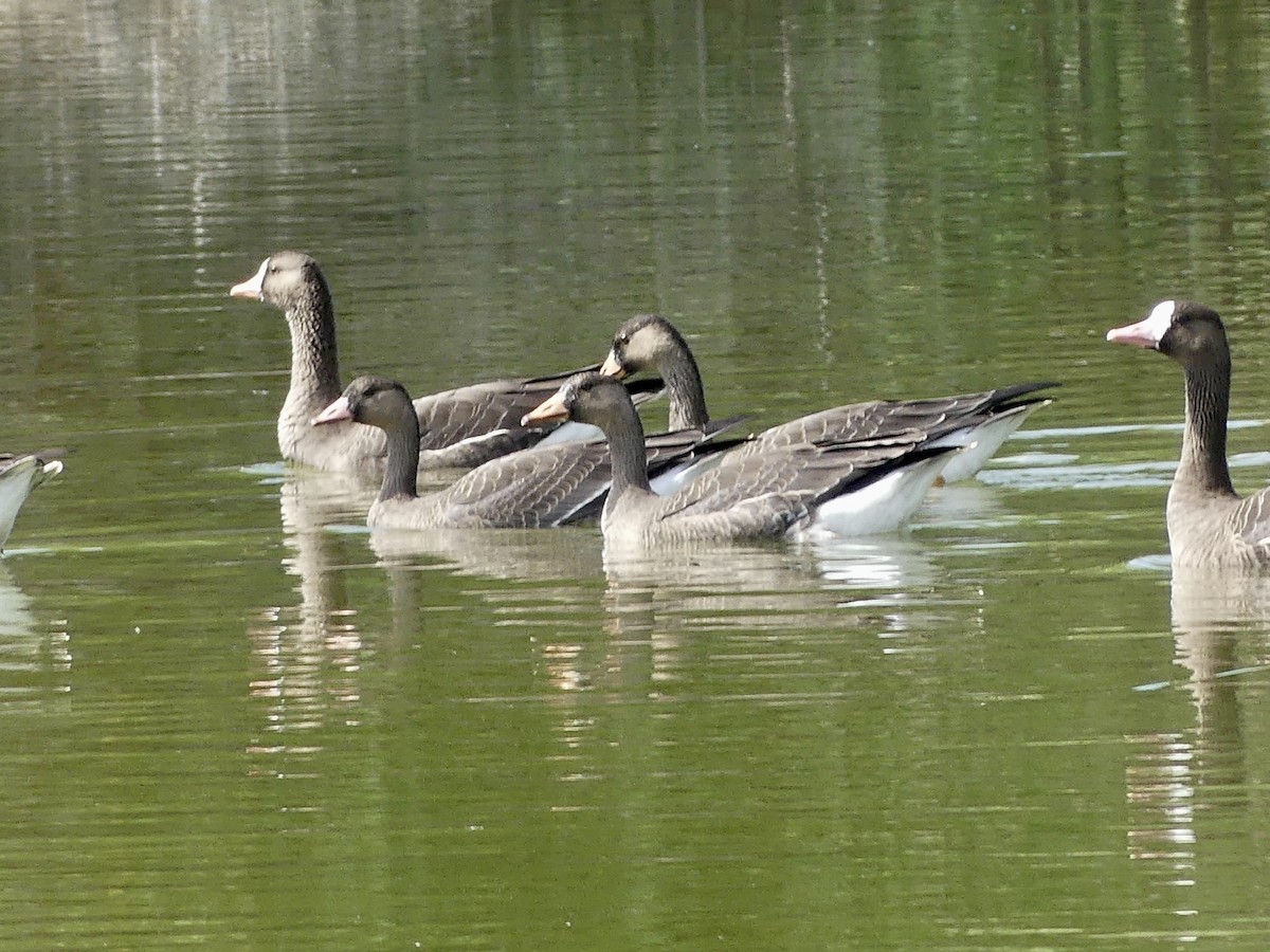 Greater White-fronted Goose - ML608616076