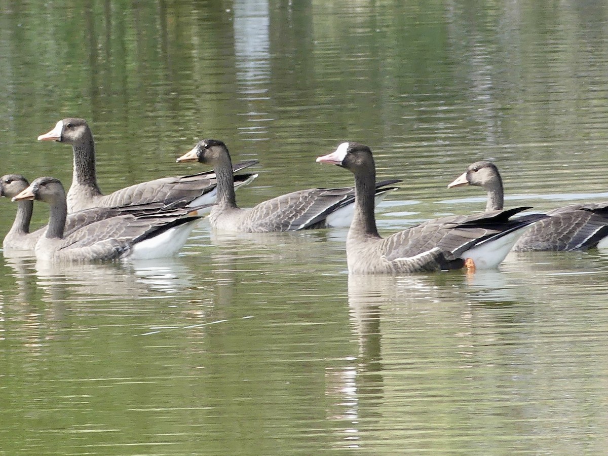 Greater White-fronted Goose - ML608616078