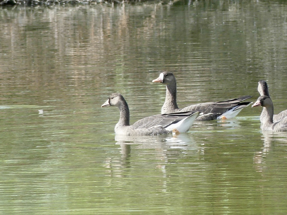 Greater White-fronted Goose - ML608616080