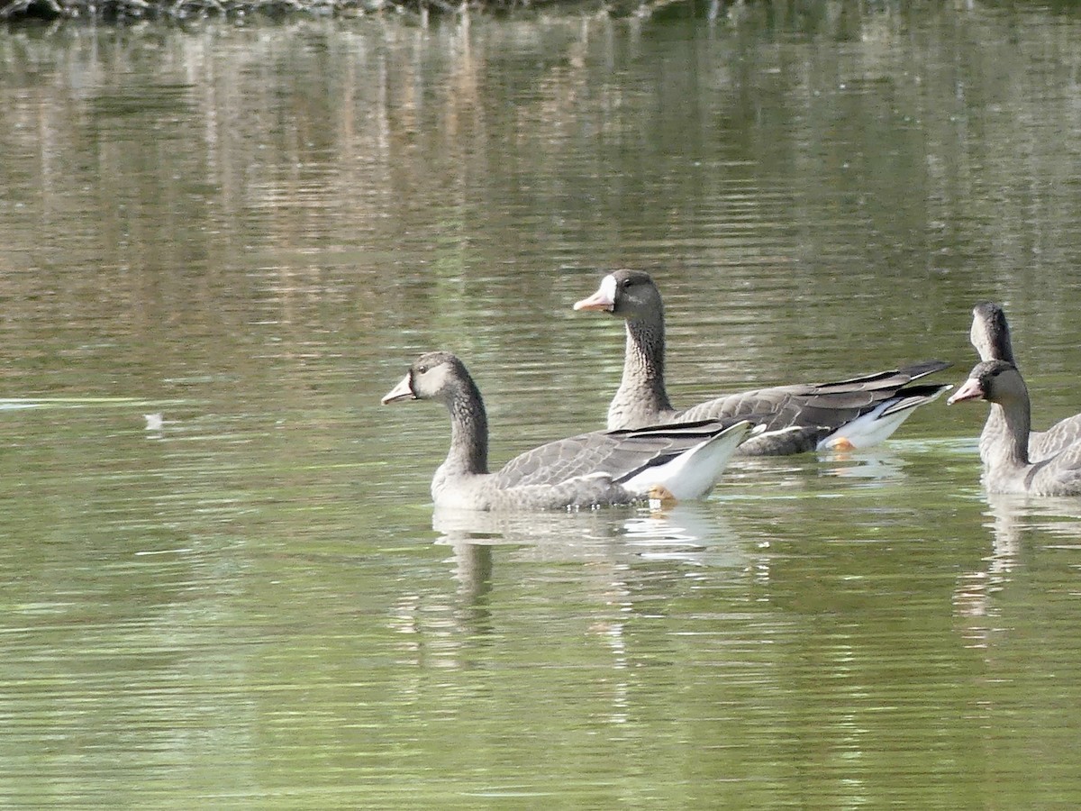 tundragås - ML608616080