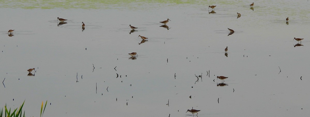 Lesser Yellowlegs - ML608616092