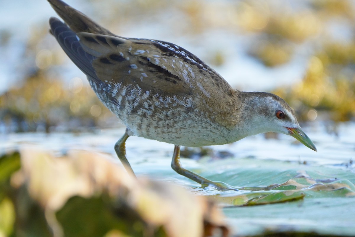 Little Crake - ML608616172