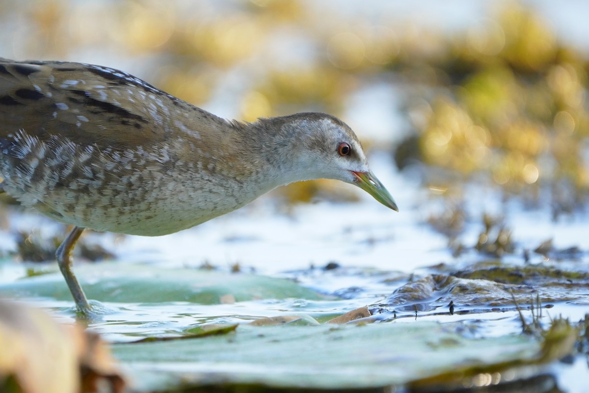 Little Crake - ML608616174