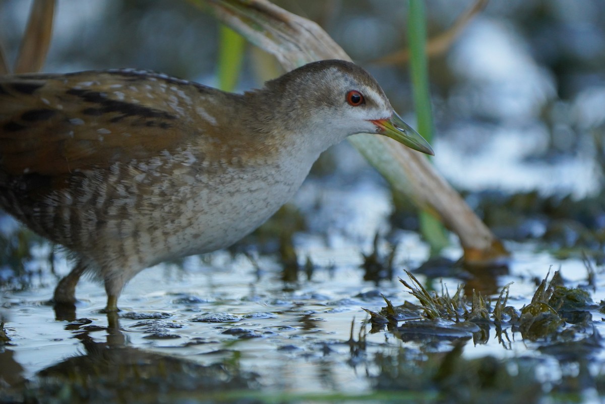 Little Crake - ML608616175