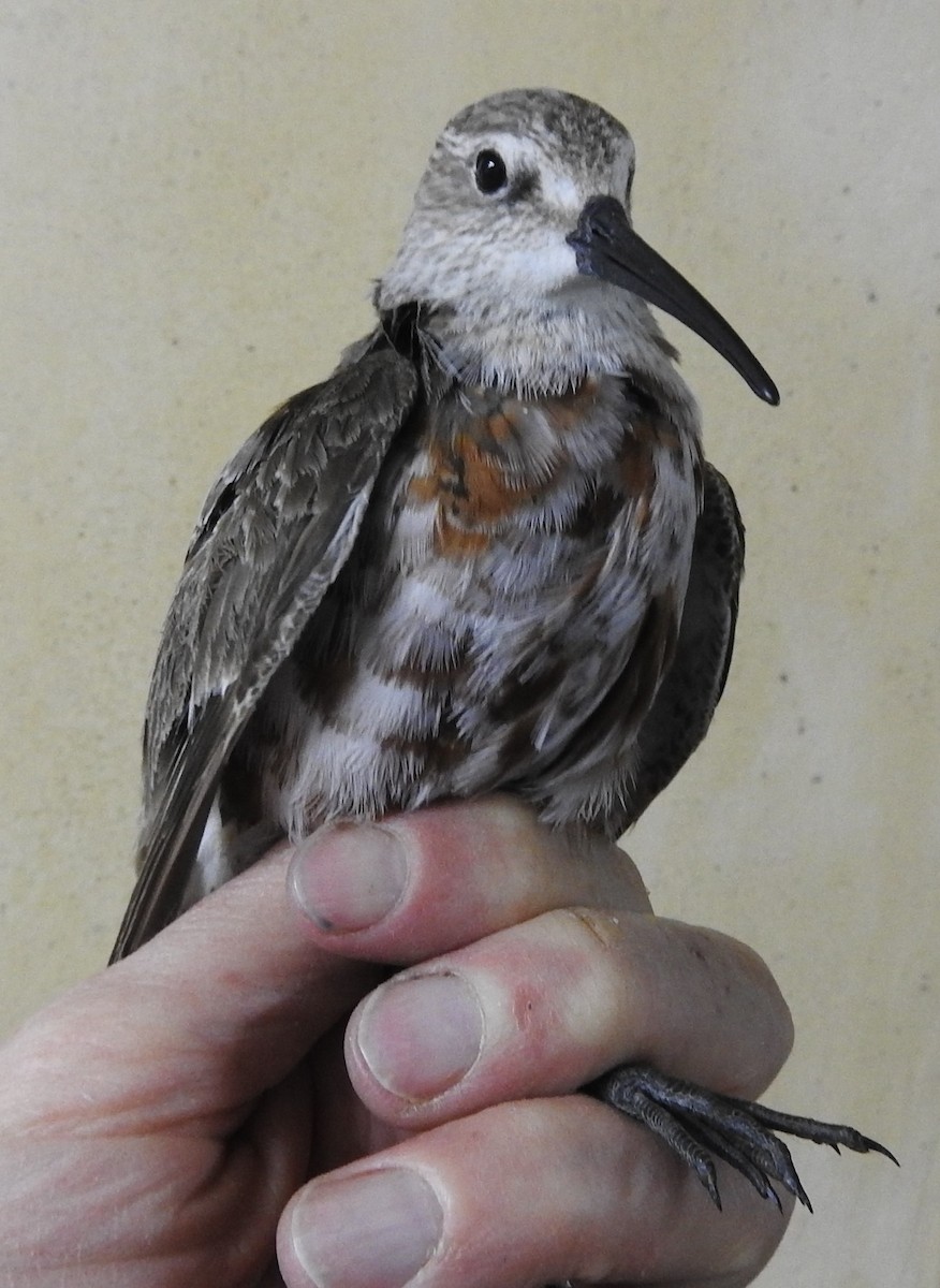 Curlew Sandpiper - ML608616215