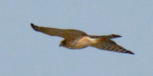 Sharp-shinned Hawk (Northern) - ML608616267