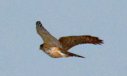 Sharp-shinned Hawk (Northern) - ML608616268