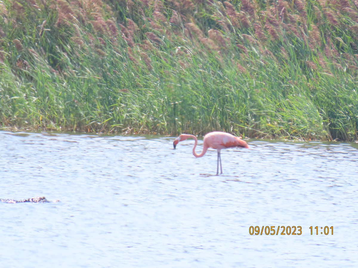 American Flamingo - Elizabeth Anderegg