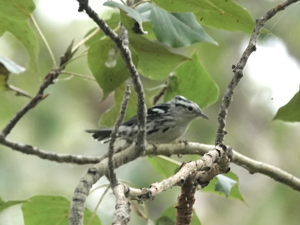 Black-and-white Warbler - ML608616339