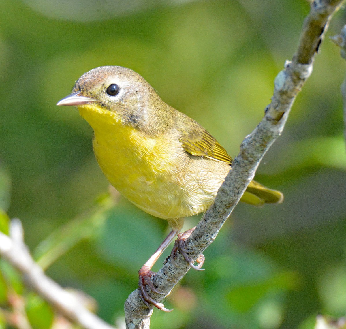 Common Yellowthroat - ML608616369