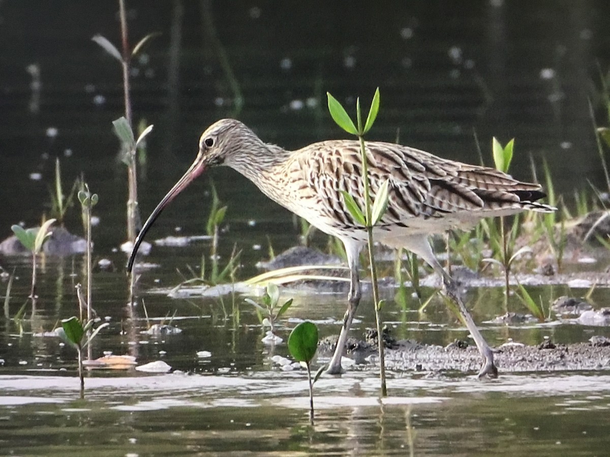 Eurasian Curlew - Snehes Bhoumik