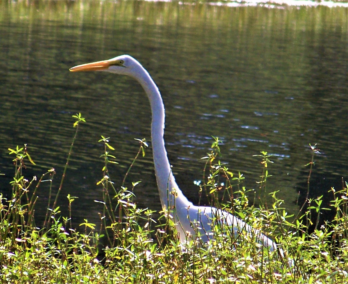 Great Egret - ML608616431