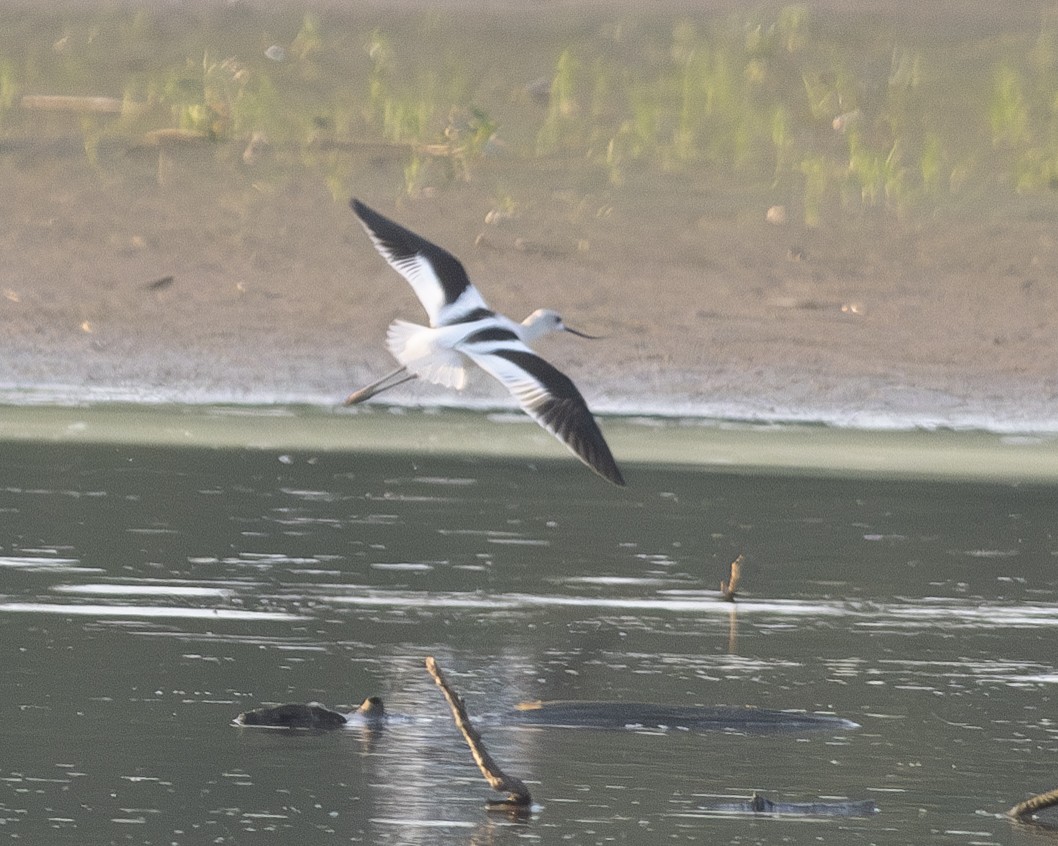 American Avocet - ML608616452