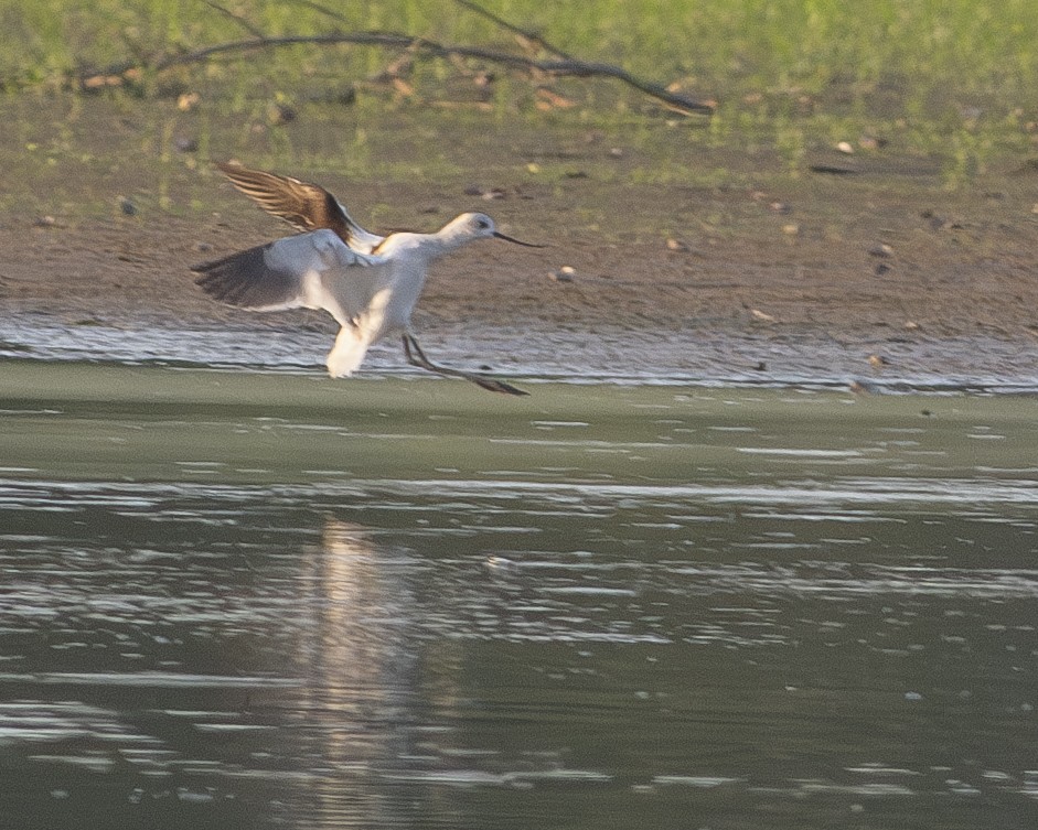 American Avocet - ML608616453