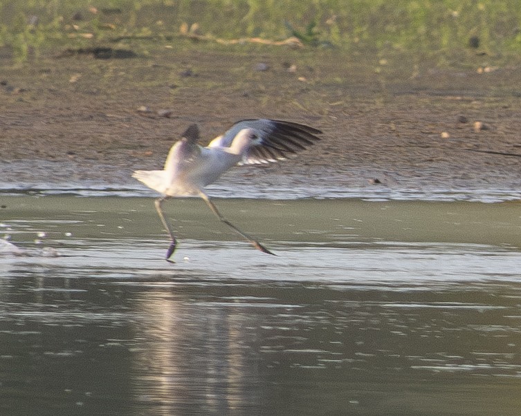 American Avocet - ML608616454