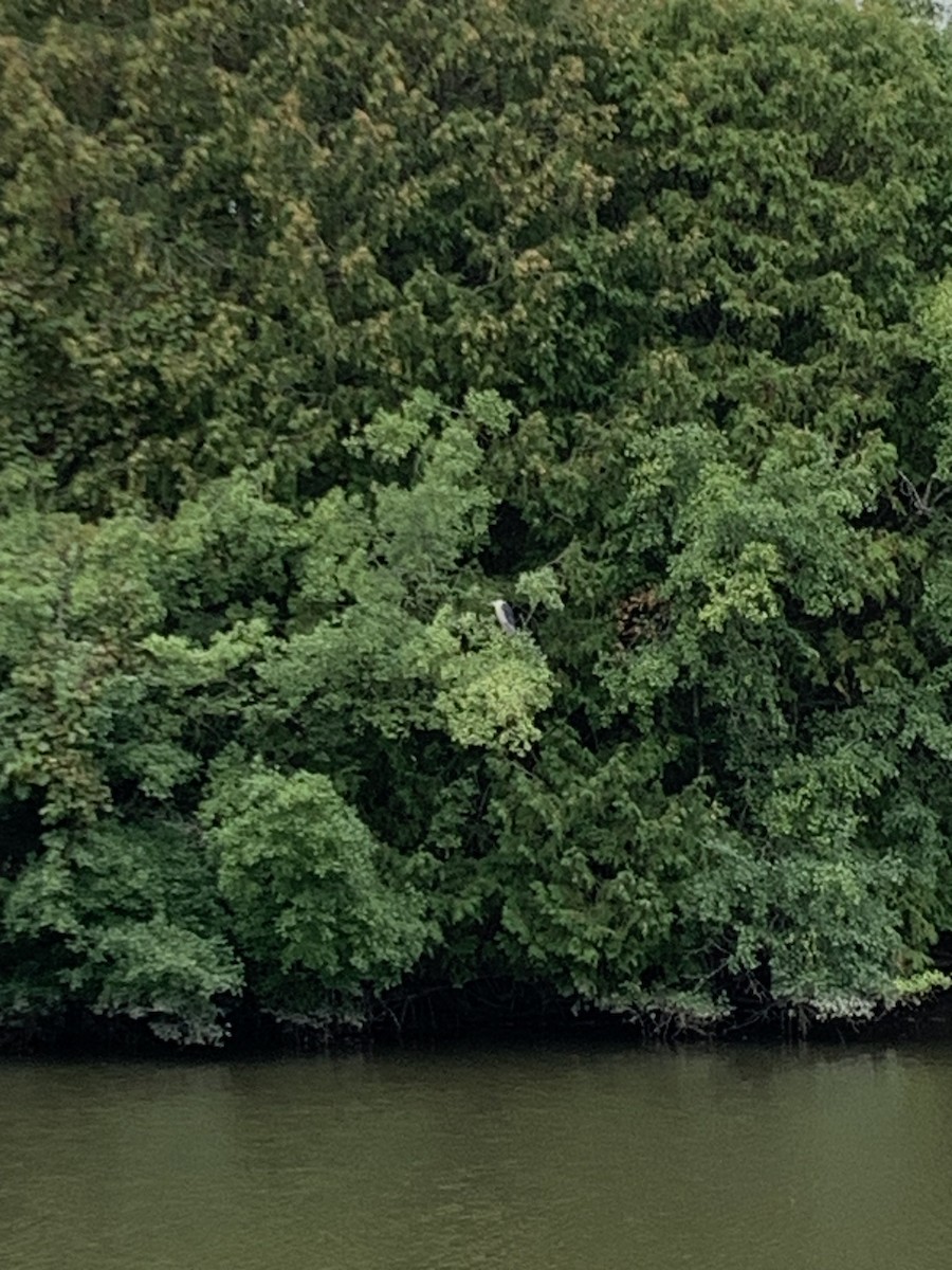 Black-crowned Night Heron - Hayden Epp