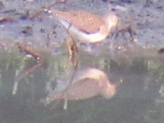 Solitary Sandpiper - ML608616747